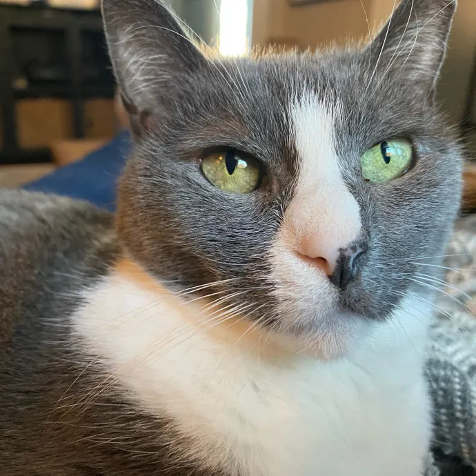 Nyc Brooklyn Artist Cat Sitter