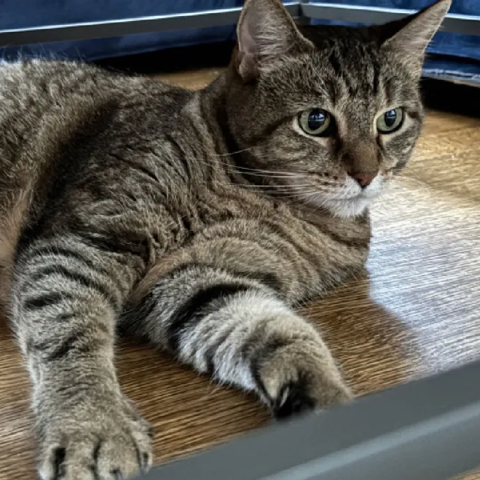 Nyc Brooklyn Artist Cat Sitter