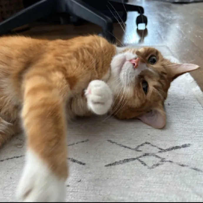 Nyc Brooklyn Artist Cat Sitter