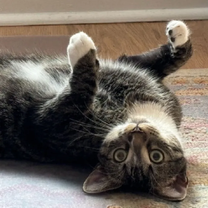 Nyc Brooklyn Artist Cat Sitter