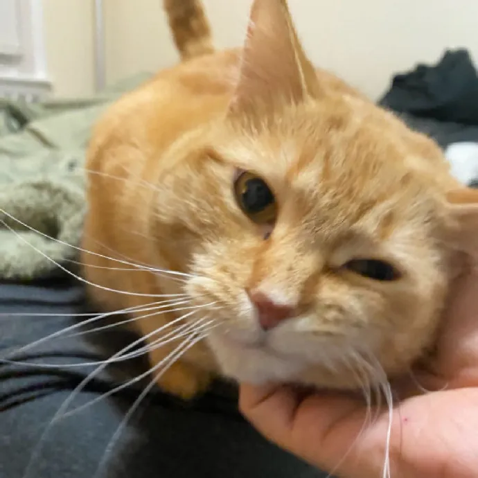 Nyc Brooklyn Artist Cat Sitter