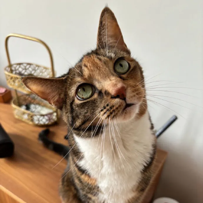 Nyc Brooklyn Artist Cat Sitter