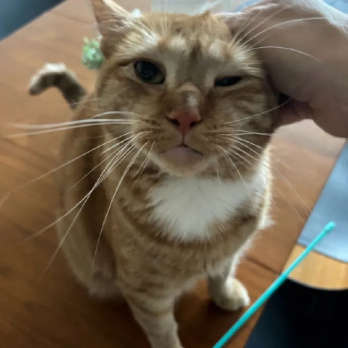 Nyc Brooklyn Artist Cat Sitter