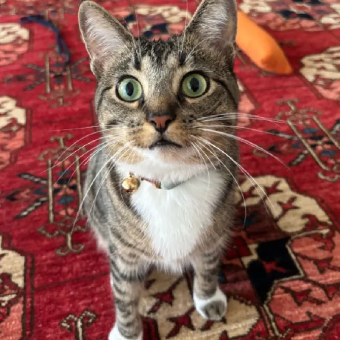 Nyc Brooklyn Artist Cat Sitter