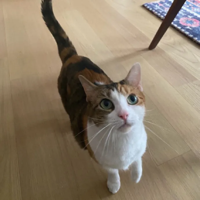 Nyc Brooklyn Artist Cat Sitter