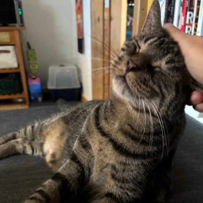 Nyc Brooklyn Artist Cat Sitter