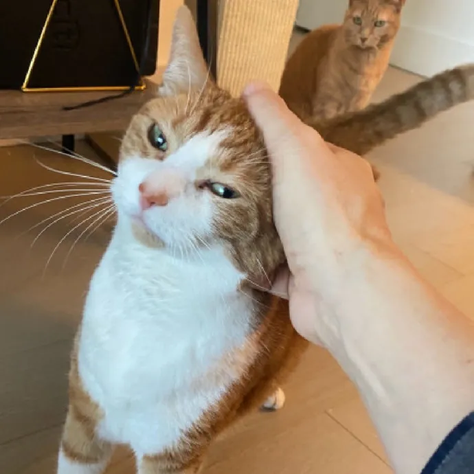 Nyc Brooklyn Artist Cat Sitter