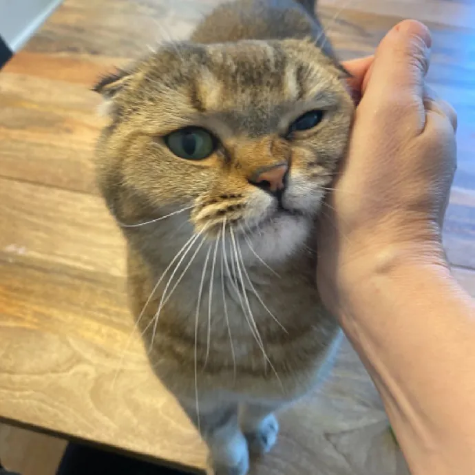 Nyc Brooklyn Artist Cat Sitter