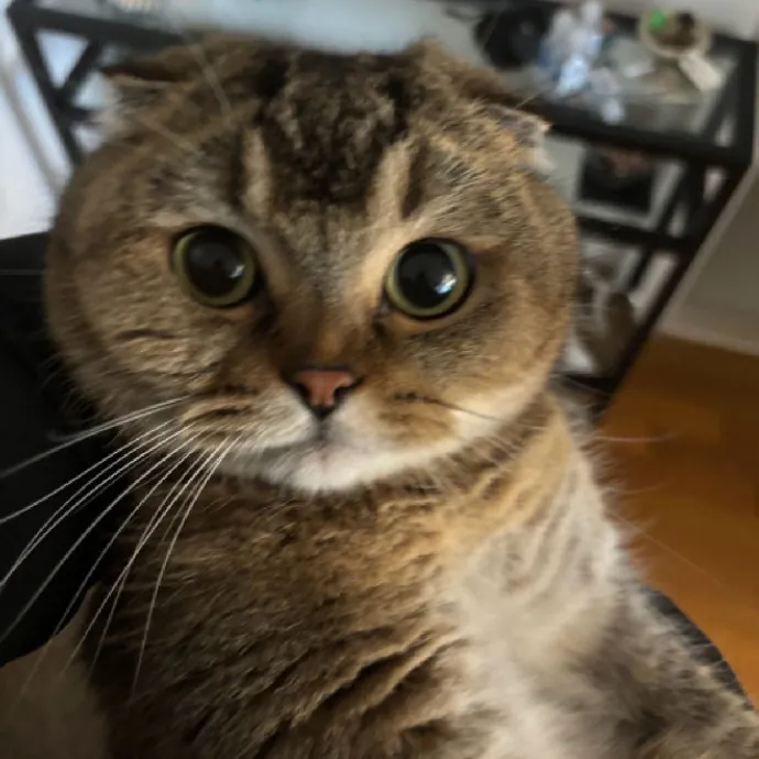 Nyc Brooklyn Artist Cat Sitter