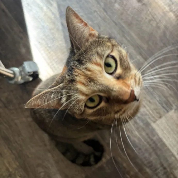 Nyc Brooklyn Artist Cat Sitter