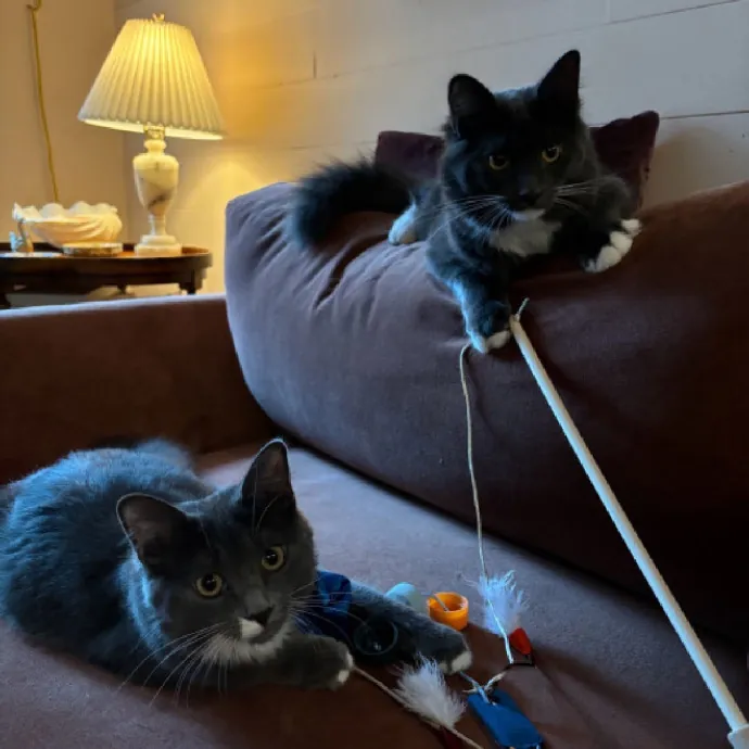Nyc Brooklyn Artist Cat Sitter