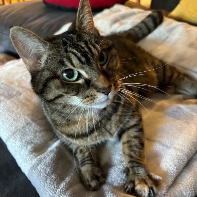 Nyc Brooklyn Artist Cat Sitter