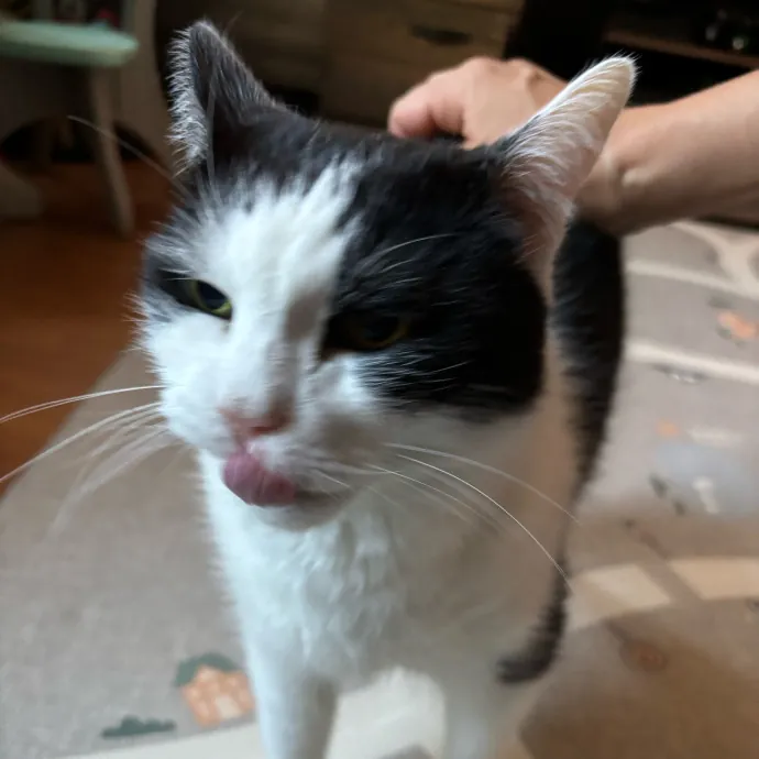 Nyc Brooklyn Artist Cat Sitter