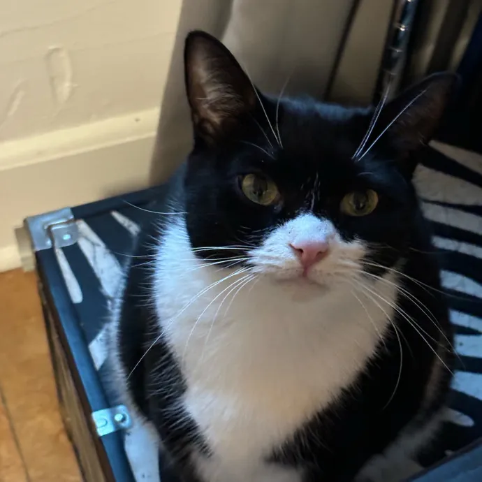 Nyc Brooklyn Artist Cat Sitter