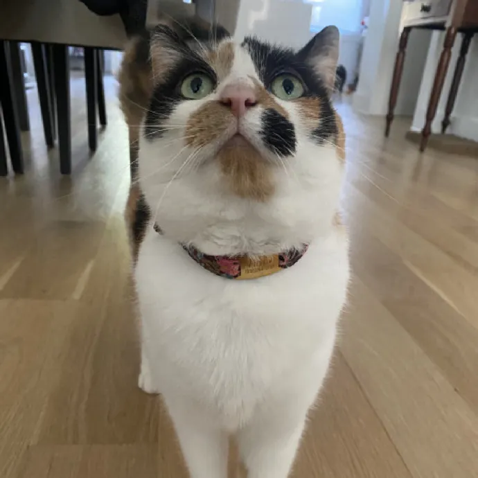 Nyc Brooklyn Artist Cat Sitter