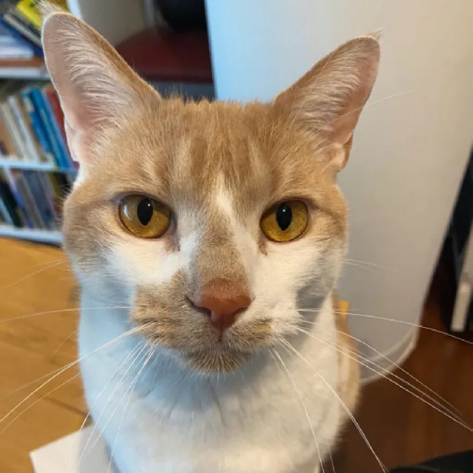 Nyc Brooklyn Artist Cat Sitter