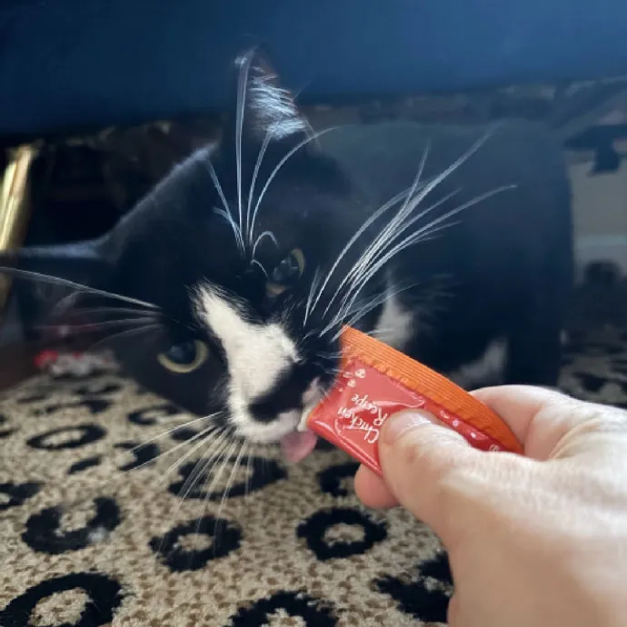 Nyc Brooklyn Artist Cat Sitter