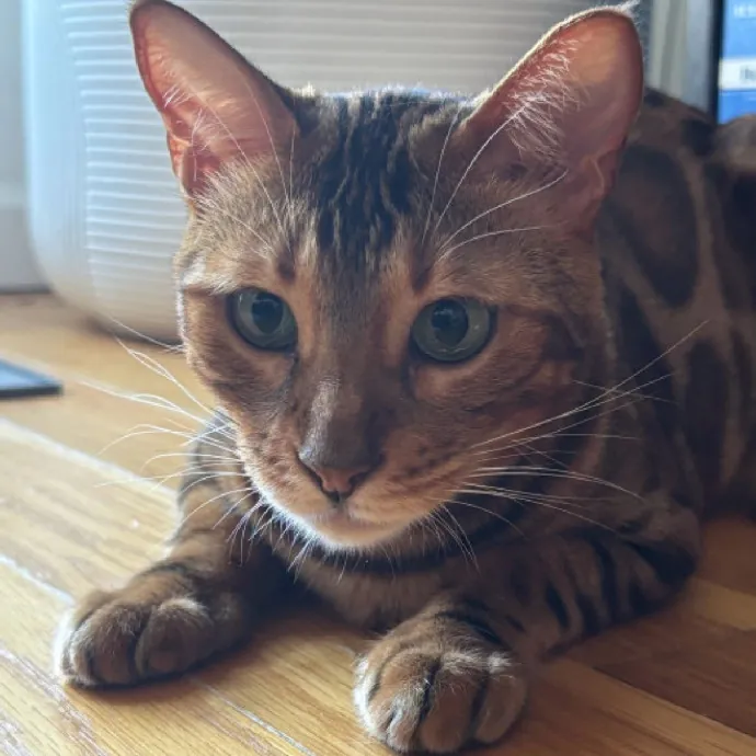 Nyc Brooklyn Artist Cat Sitter