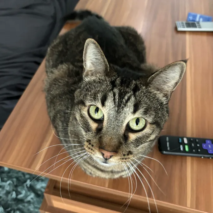 Nyc Brooklyn Artist Cat Sitter