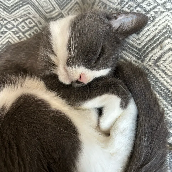 Nyc Brooklyn Artist Cat Sitter