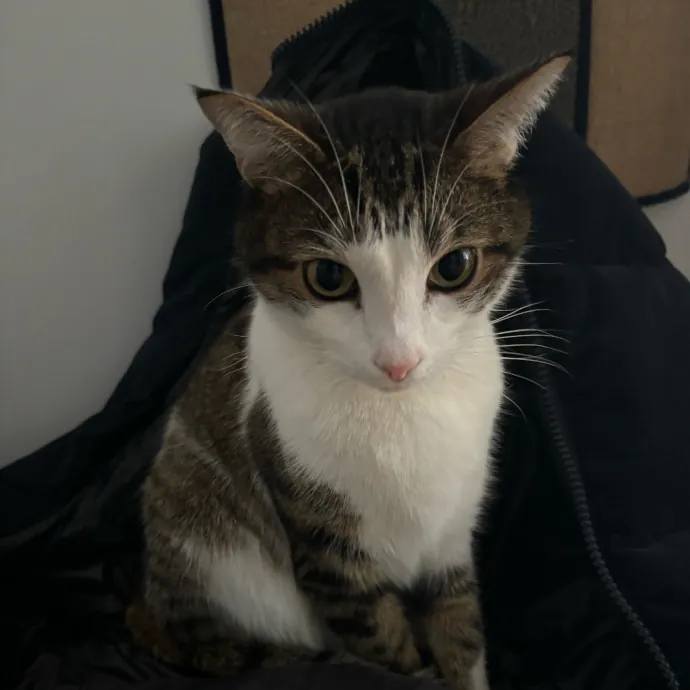 Nyc Brooklyn Artist Cat Sitter