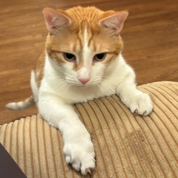 Nyc Brooklyn Artist Cat Sitter