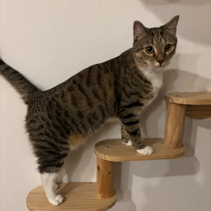 Nyc Brooklyn Artist Cat Sitter