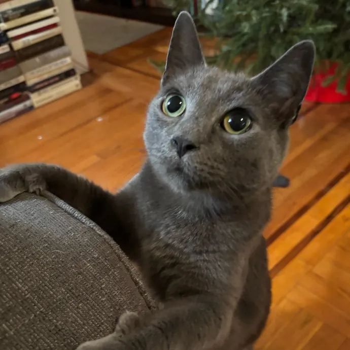 Nyc Brooklyn Artist Cat Sitter