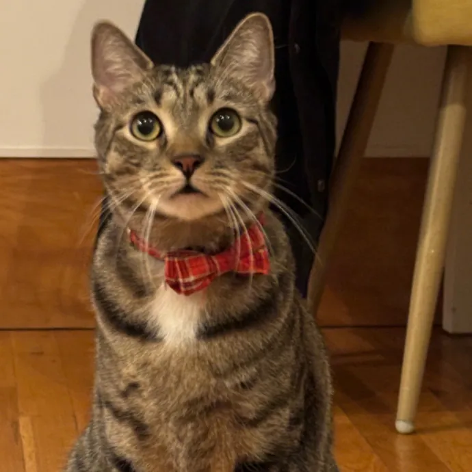 Nyc Brooklyn Artist Cat Sitter