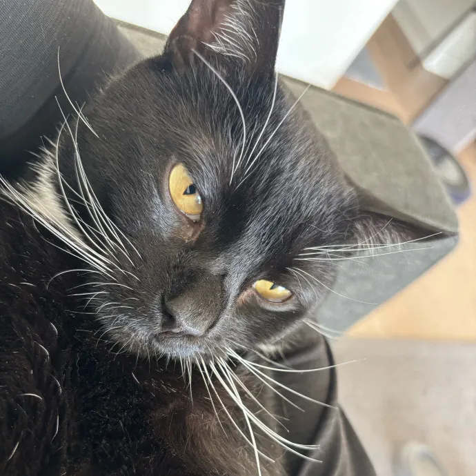 Nyc Brooklyn Artist Cat Sitter