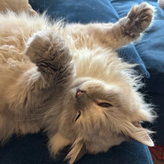 Nyc Brooklyn Artist Cat Sitter