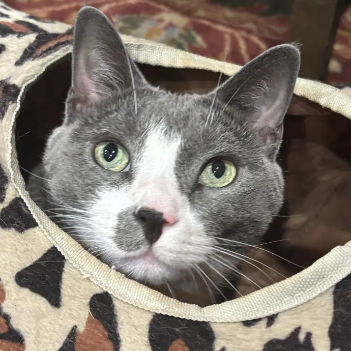 Nyc Brooklyn Artist Cat Sitter