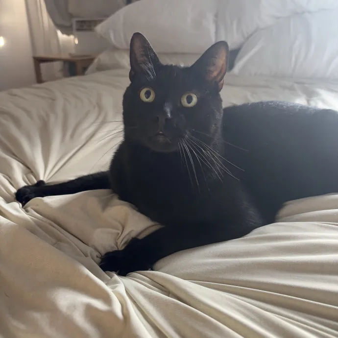 Nyc Brooklyn Artist Cat Sitter