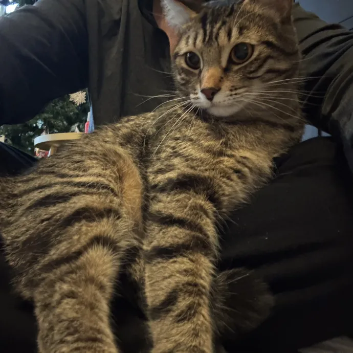 Nyc Brooklyn Artist Cat Sitter