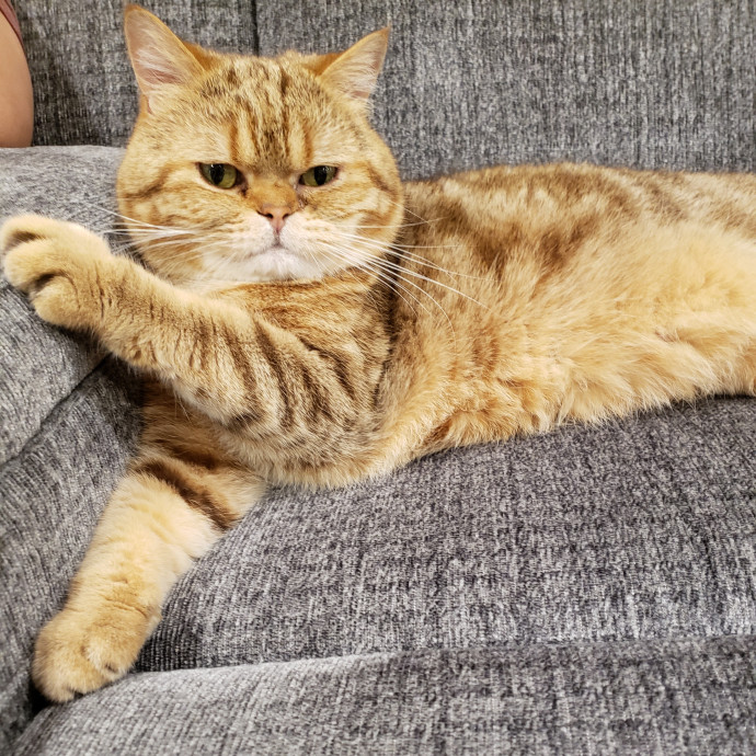 Royalty Catsitting