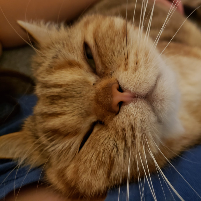 Royalty Catsitting