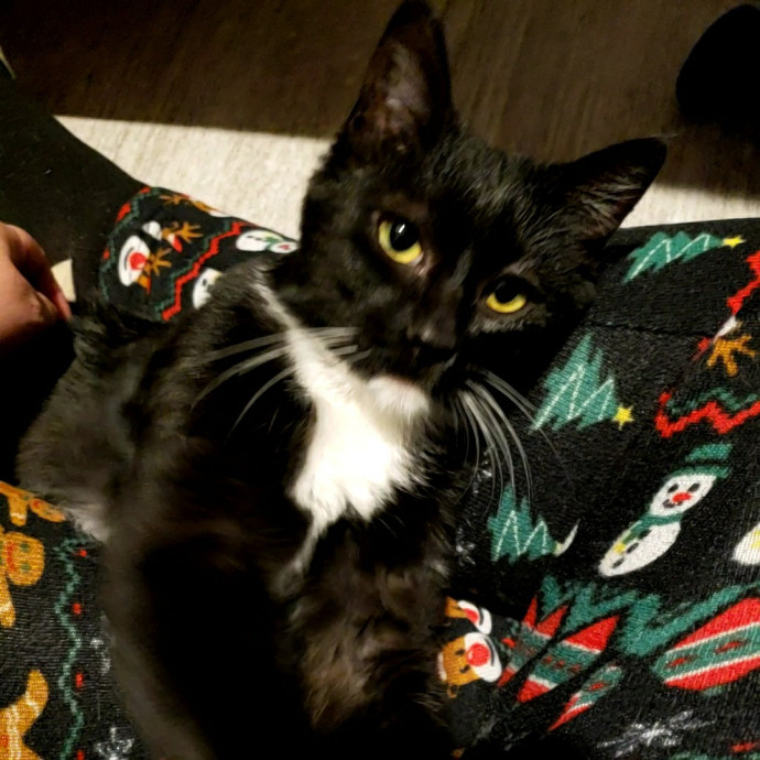 Royalty Catsitting