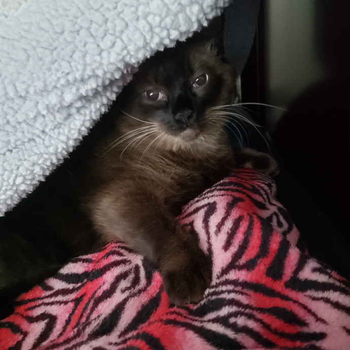 Royalty Catsitting