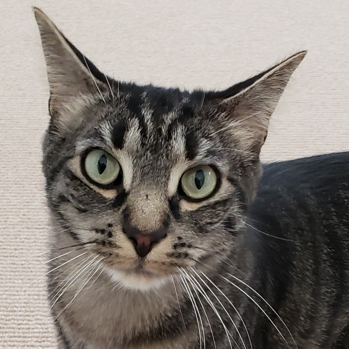 Royalty Catsitting