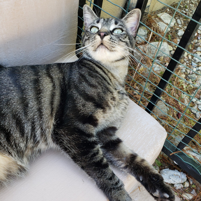 Royalty Catsitting