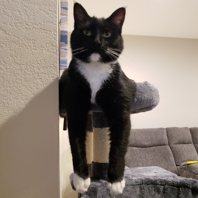 Royalty Catsitting