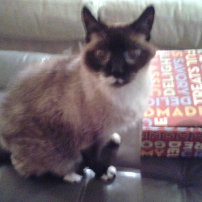 Royalty Catsitting