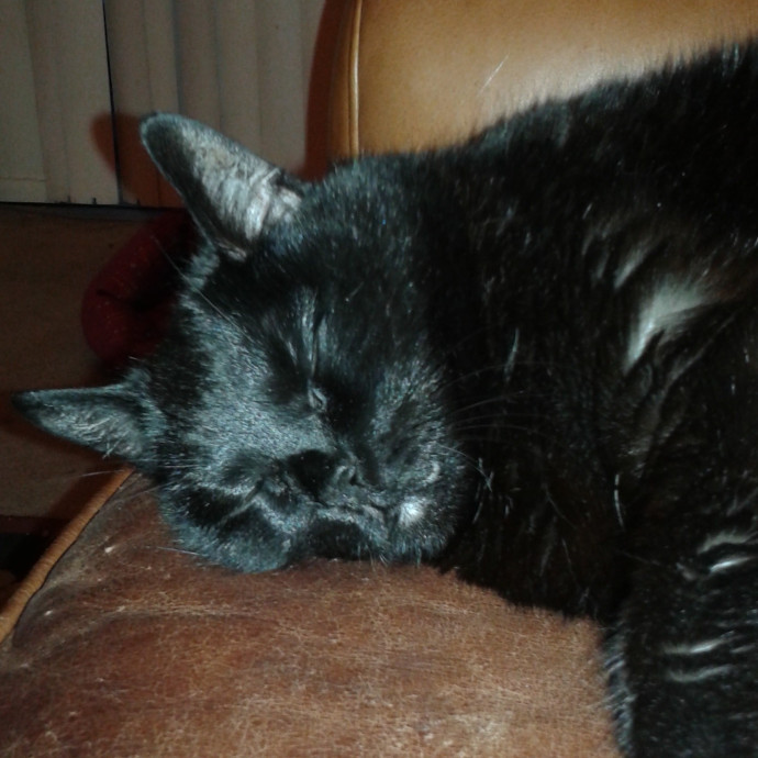 Royalty Catsitting