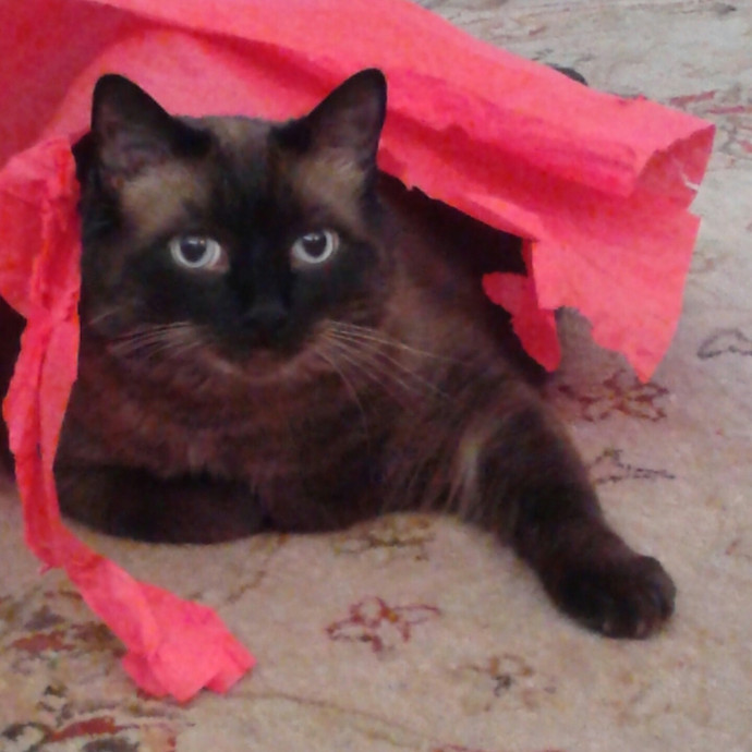 Royalty Catsitting