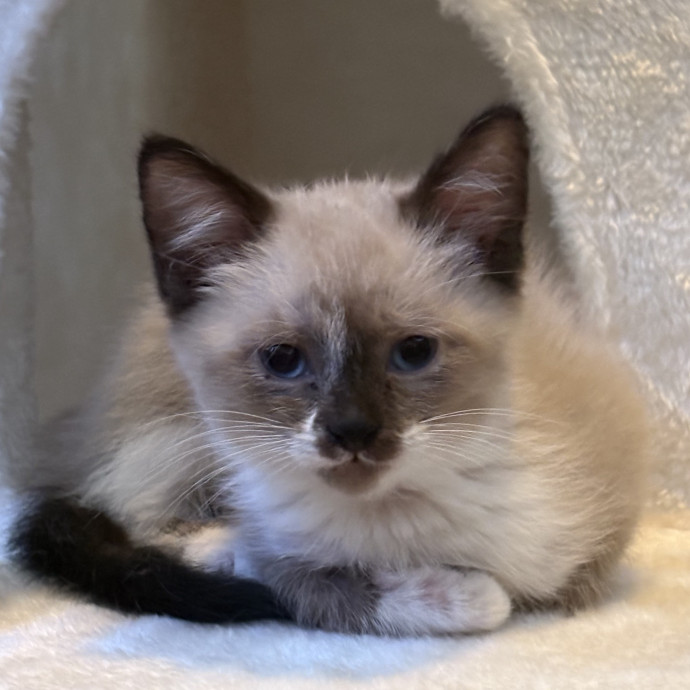 Royalty Catsitting