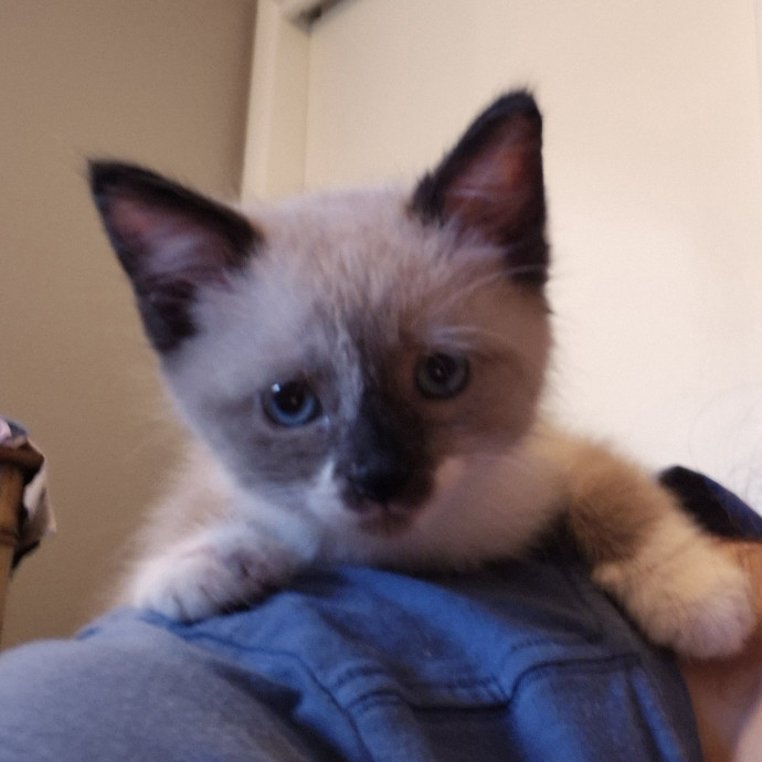 Royalty Catsitting