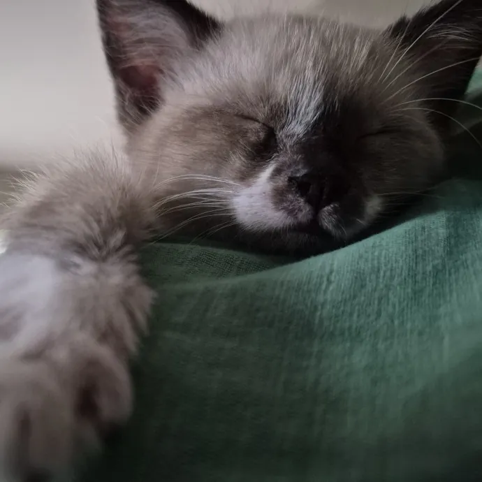 Royalty Catsitting photo 4