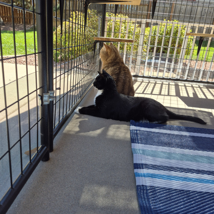 Royalty Catsitting photo 2