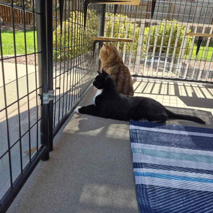 Royalty Catsitting photo 2