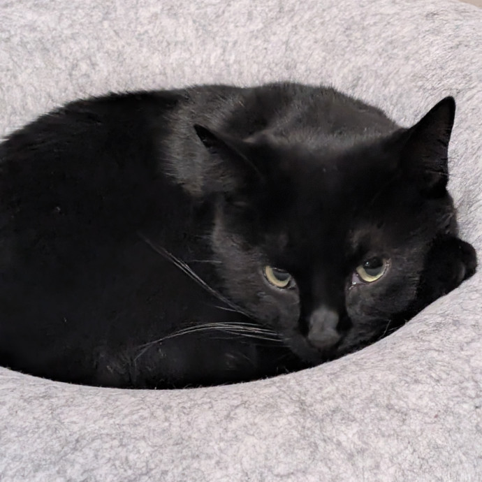 Love My Kitties photo 3